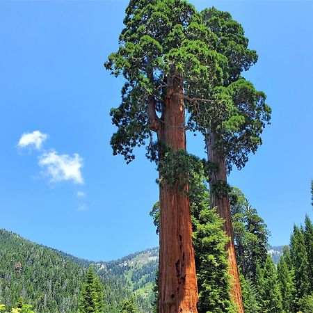Redwood Retreat, Mountains, Adventure And Nature Ponderosa Bagian luar foto