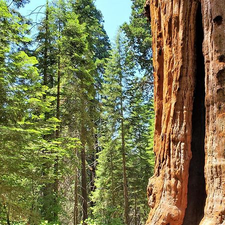 Redwood Retreat, Mountains, Adventure And Nature Ponderosa Bagian luar foto