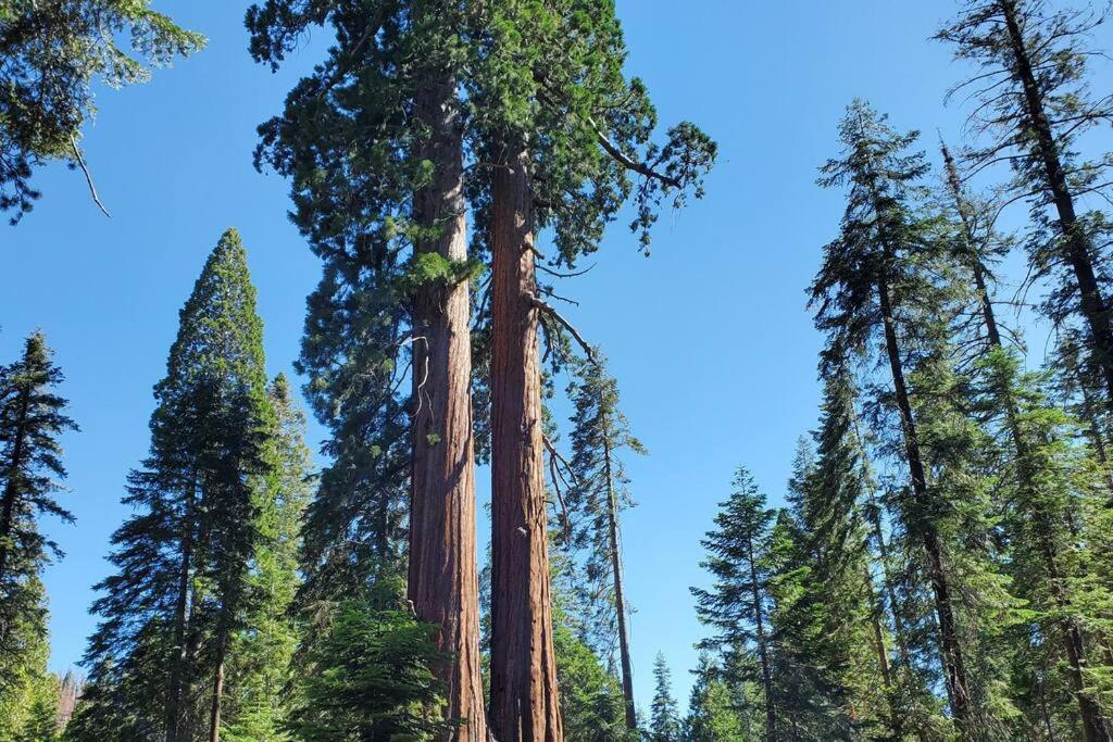 Redwood Retreat, Mountains, Adventure And Nature Ponderosa Bagian luar foto