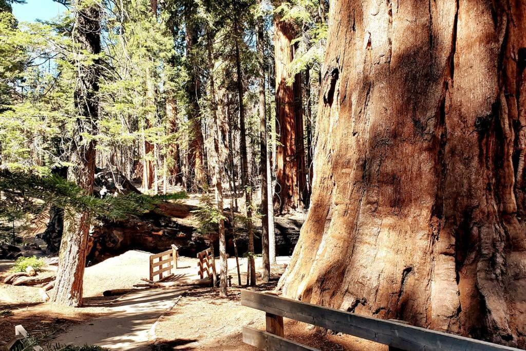 Redwood Retreat, Mountains, Adventure And Nature Ponderosa Bagian luar foto