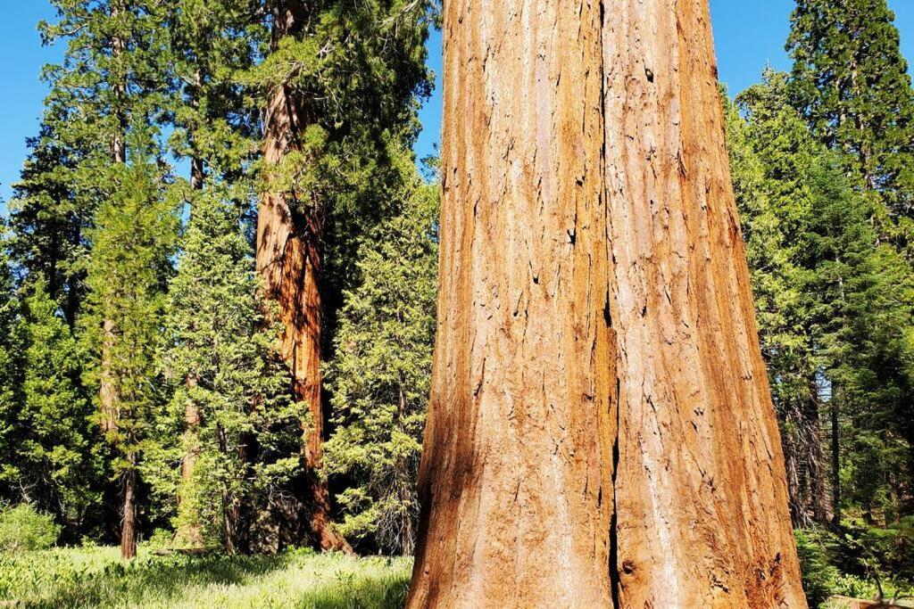 Redwood Retreat, Mountains, Adventure And Nature Ponderosa Bagian luar foto