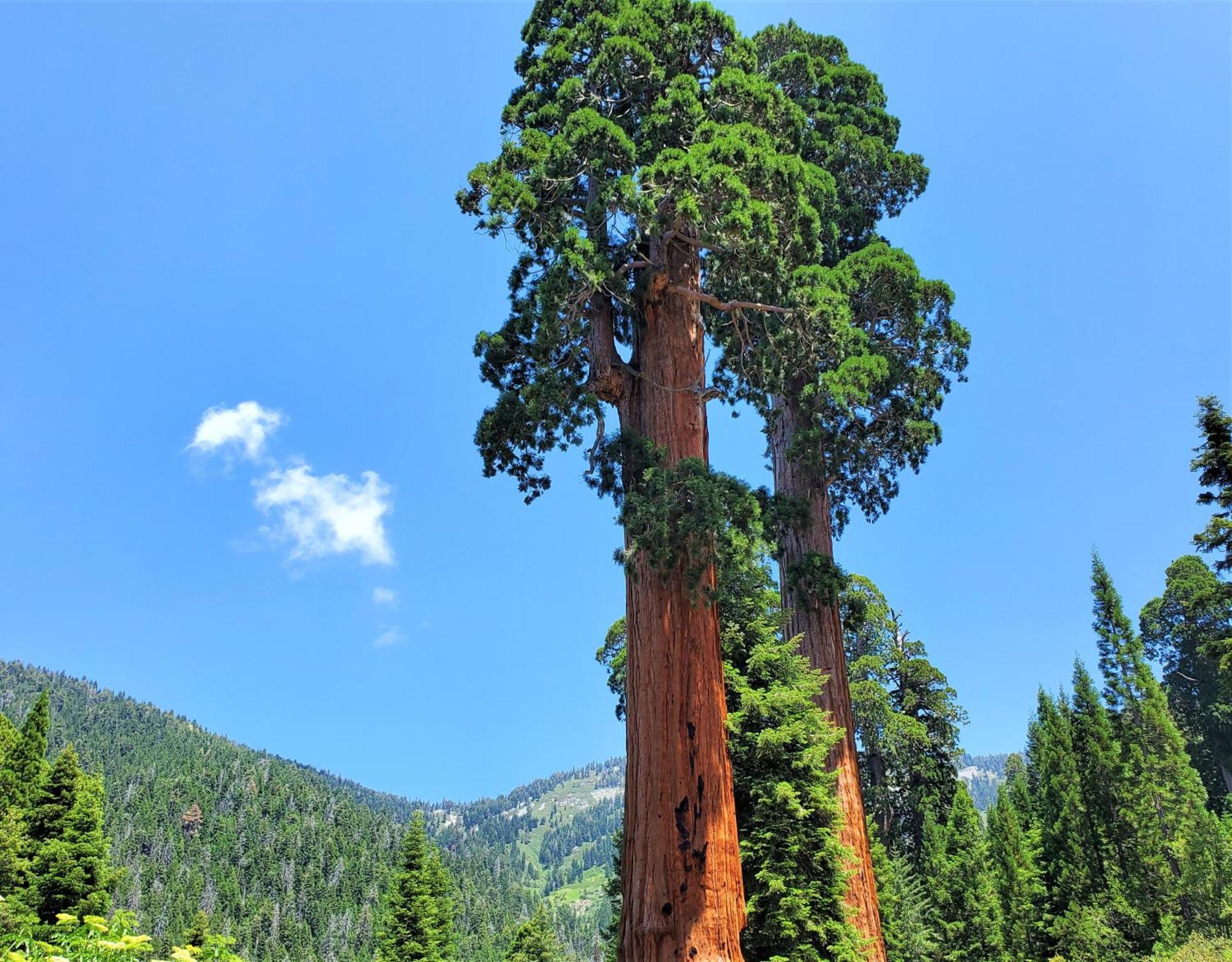 Redwood Retreat, Mountains, Adventure And Nature Ponderosa Bagian luar foto